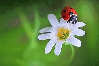 natural