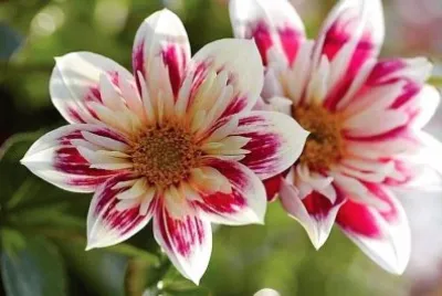 flores