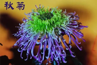 èŠ