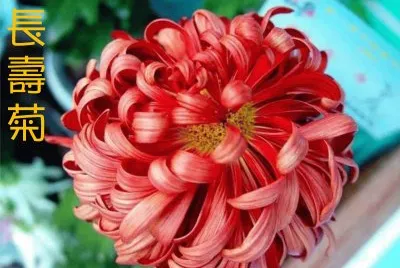 èŠ