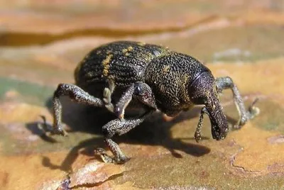 Hylobius abietis jigsaw puzzle