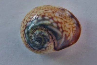 Ciclope neritea