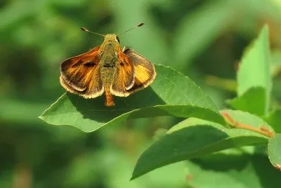 Polites sabuleti