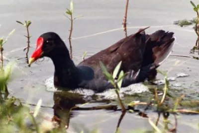 Gallinula galleata