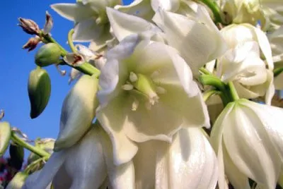 Yucca