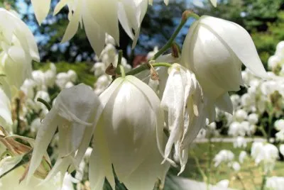 Yucca
