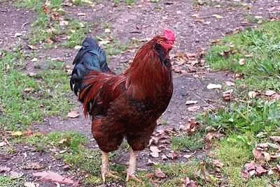 Rooster
