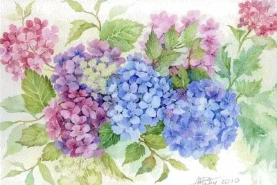 ortensie