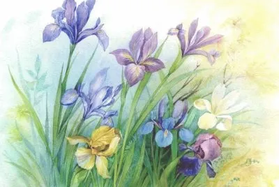 iris