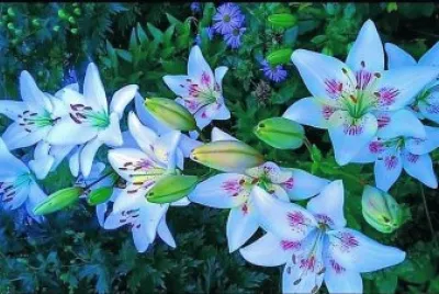 flores