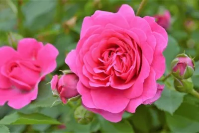 flores jigsaw puzzle