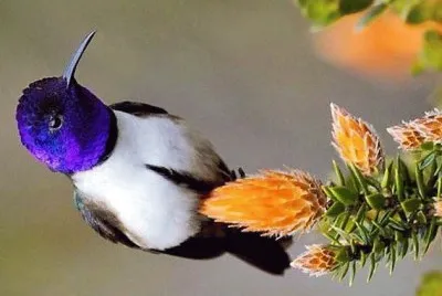 natural jigsaw puzzle