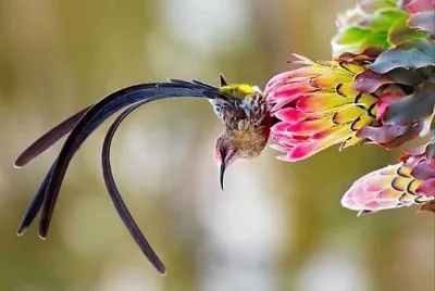 natural jigsaw puzzle