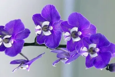 flores jigsaw puzzle
