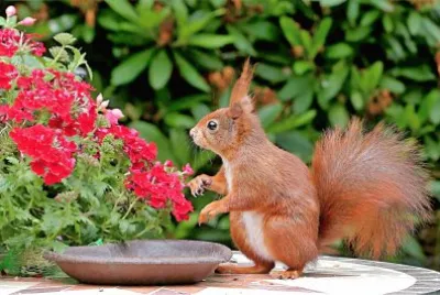 natural jigsaw puzzle