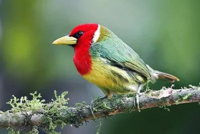 natural jigsaw puzzle