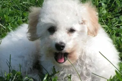 Bichpoo