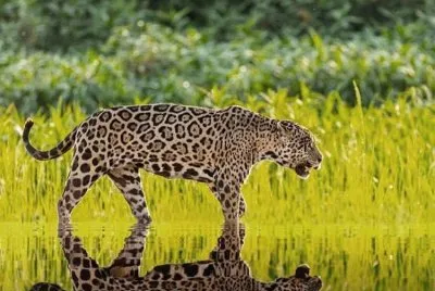 Jaguar