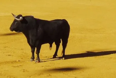 Toro de lidia