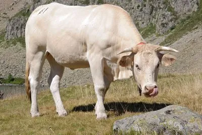 Toro blonde de aquitania