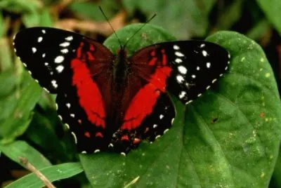papillon