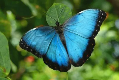 papillon