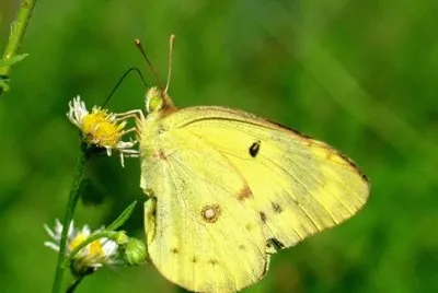 papillon