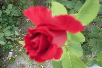 Rosa de mi Corral jigsaw puzzle