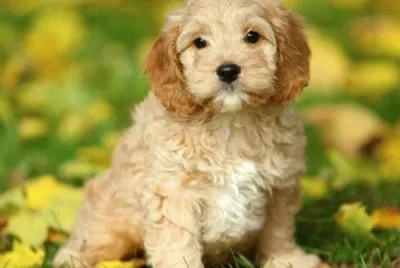 Cockapoo