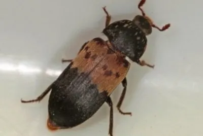 Dermestes lardarius