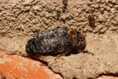Dermestes undulatus