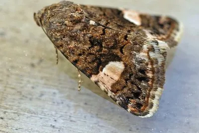 Tyta luctuosa