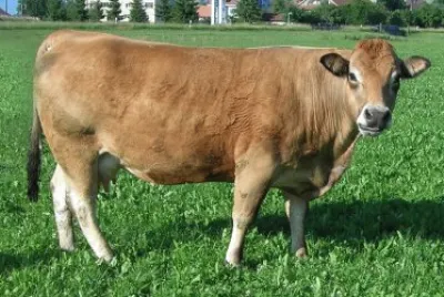 פאזל של Vacca aubrac