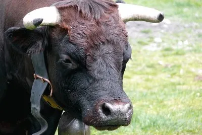 Vacca valdostana pezzata nera