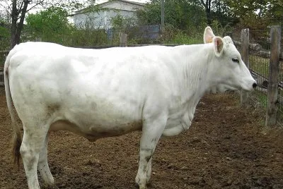 Vacca bianca val padana