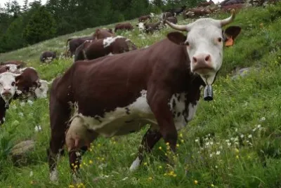 Vacca valdostana pezzata rossa