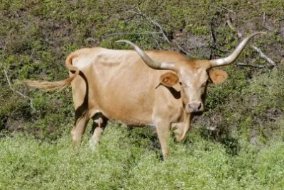 Vacca longhorn del texas