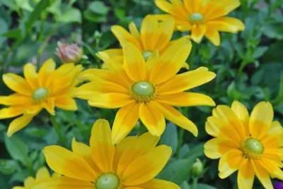 Rudbeckia jigsaw puzzle