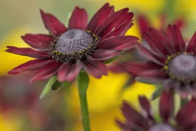 Rudbeckia jigsaw puzzle