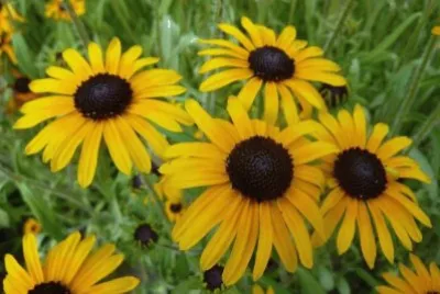 Rudbeckia jigsaw puzzle