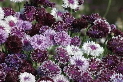 Purple and White Bachelor Buttons jigsaw puzzle