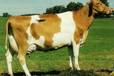 פאזל של Vacca guernsey
