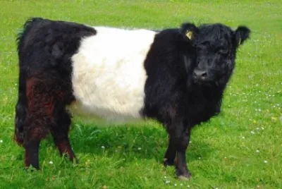 Vacca galloway
