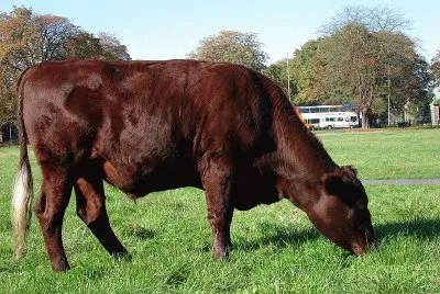 Vacca red poll