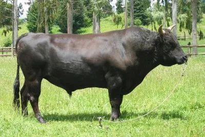 Vacca wagyu
