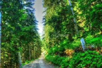 Nature jigsaw puzzle