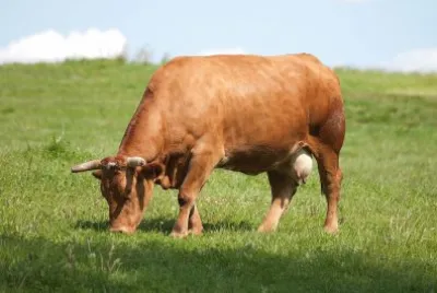 Vacca rubia gallega