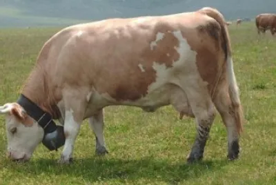Vacca simmental