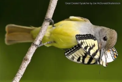 natural jigsaw puzzle