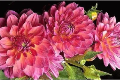 flores jigsaw puzzle